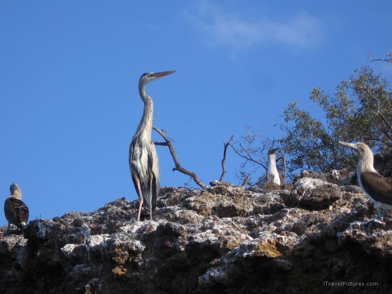 bird footed boobies birds booby